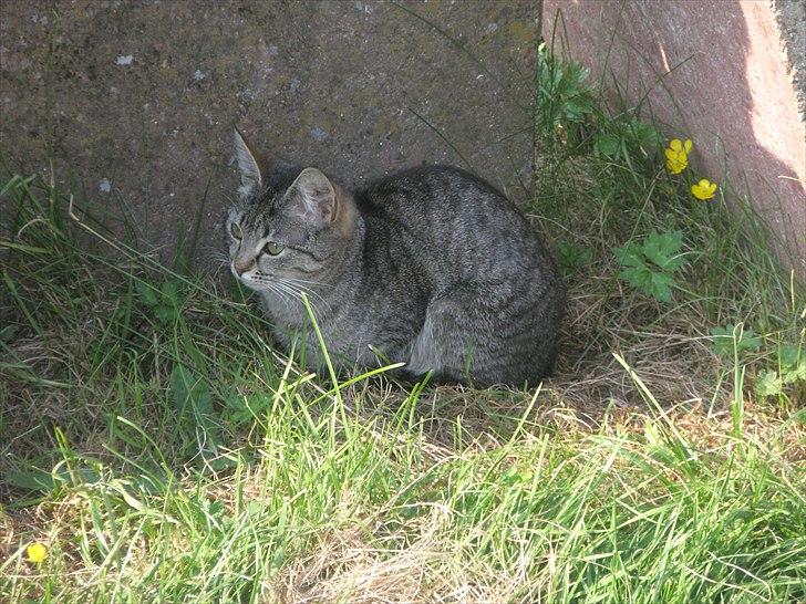 Huskat Mivsen:* billede 16