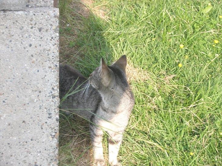 Huskat Mivsen:* billede 17