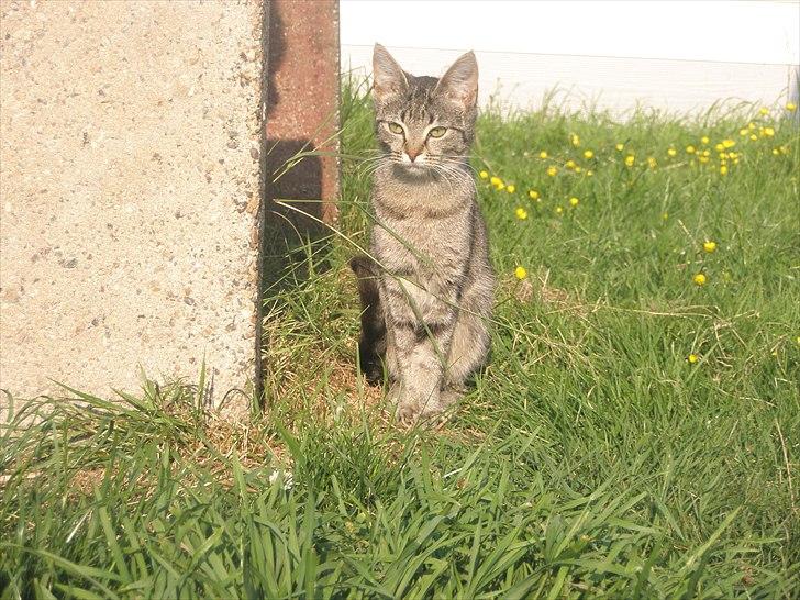 Huskat Mivsen:* billede 18