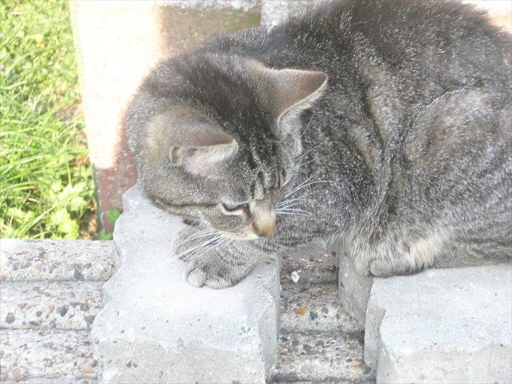 Huskat Mivsen:* billede 19