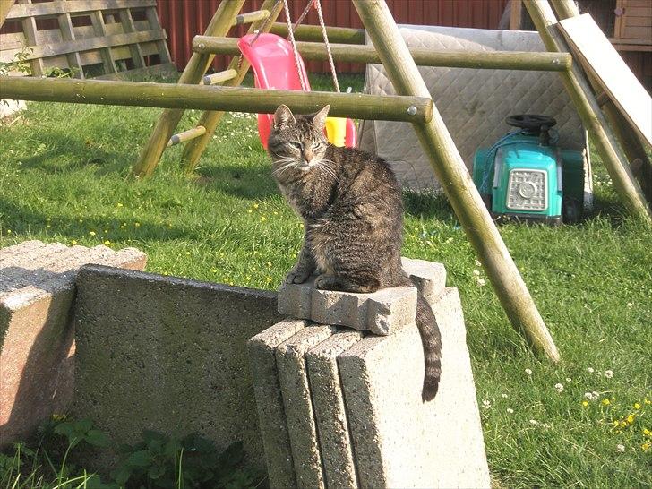 Huskat Floffy;* billede 7