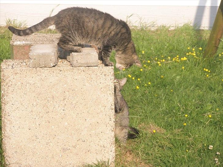 Huskat Floffy;* billede 17