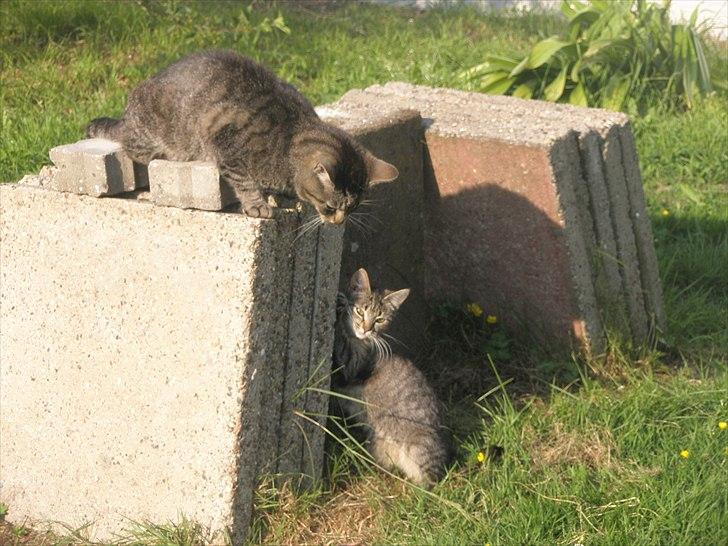 Huskat Floffy;* billede 18