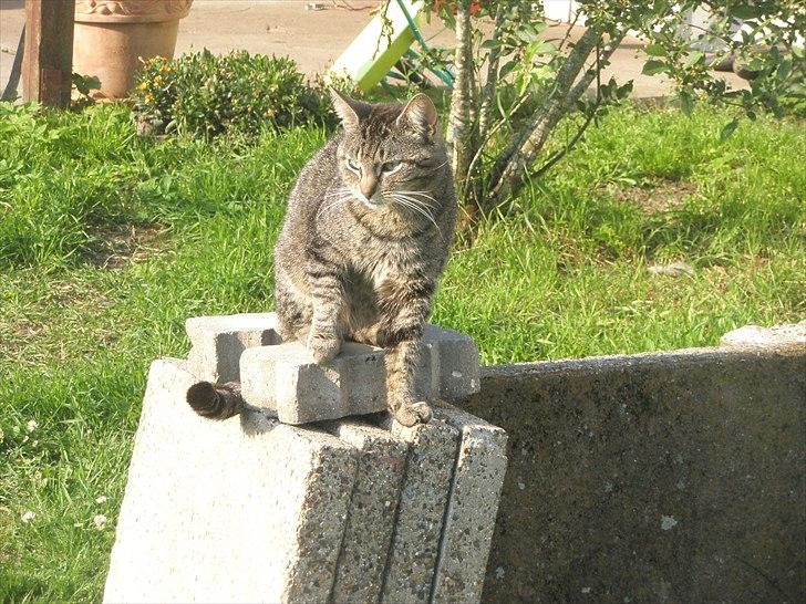 Huskat Floffy;* billede 5