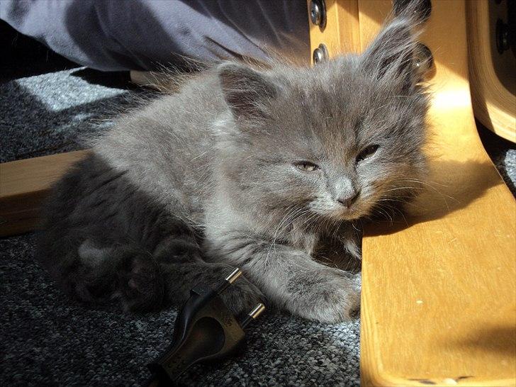 Blanding af racer Findus - ♥ billede 1