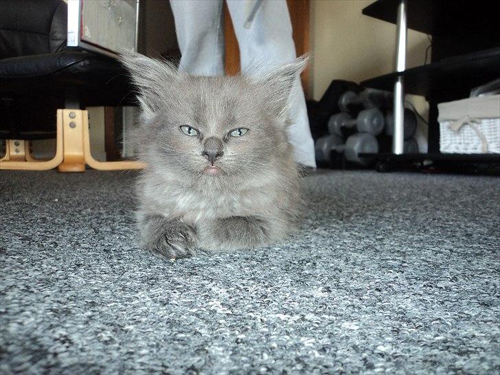 Blanding af racer Findus - ♥ billede 2