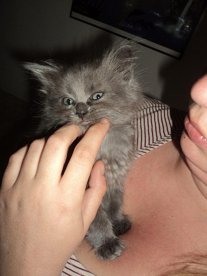 Blanding af racer Findus - ♥ billede 3