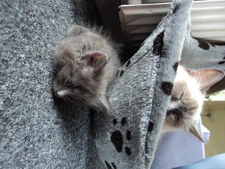 Blanding af racer Findus - ♥ billede 4