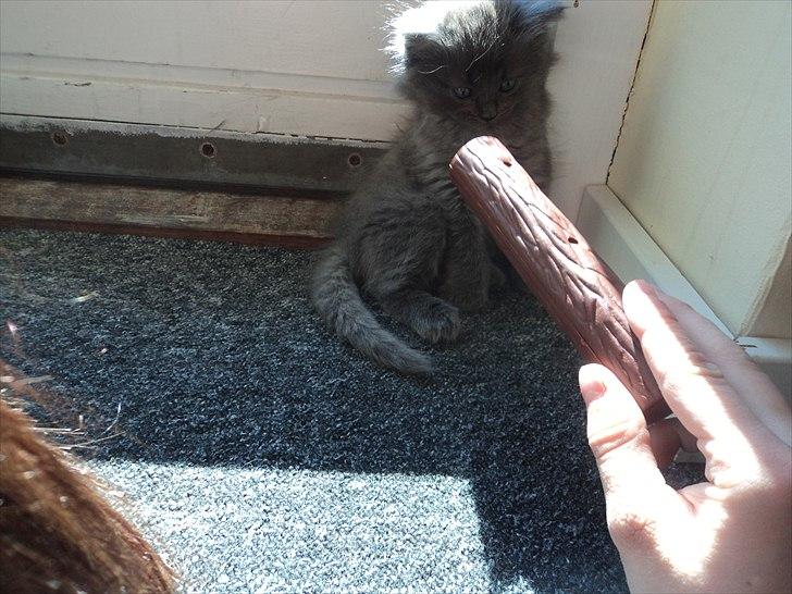 Blanding af racer Findus - ♥ billede 5