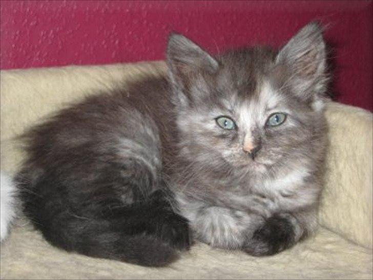 Sibirisk Kat LZ Tvoislava / Chewie - Taget fra opdrætters hjemmeside :) billede 3