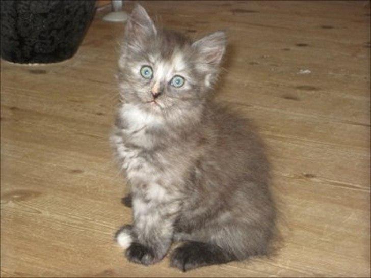 Sibirisk Kat LZ Tvoislava / Chewie - Taget fra opdrætters hjemmeside :) billede 2