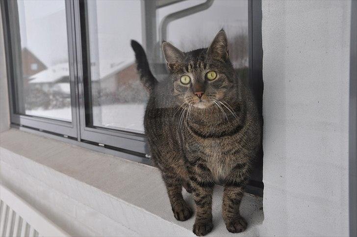 Huskat Stribe  billede 2