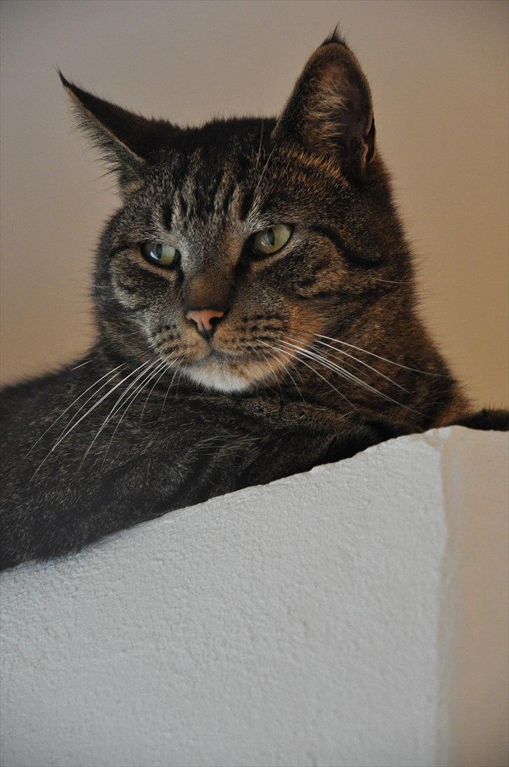 Huskat Stribe  billede 5