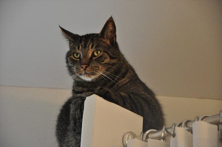 Huskat Stribe  billede 6