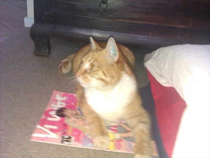 Huskat Brombass - Den farlige tiger har valgt at ligge sig på mit vi unge blad. slem kat, køb dit eget ;b billede 2