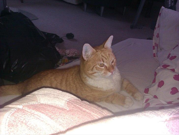 Huskat Brombass billede 3