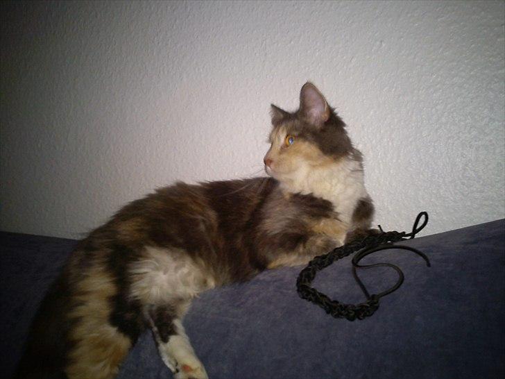 Maine Coon Mille - ha jeg har fundet et armbånd billede 4