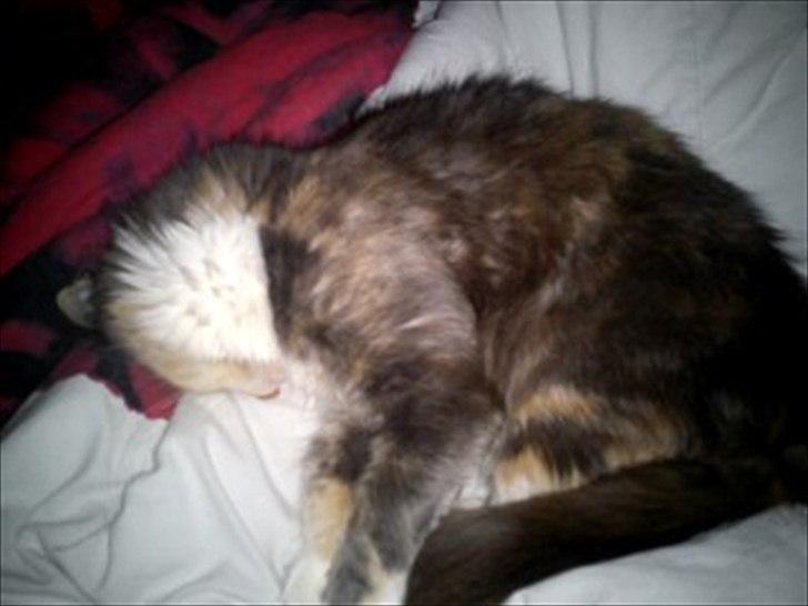 Maine Coon Mille billede 5