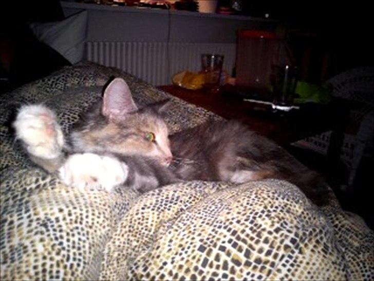 Maine Coon Mille billede 6