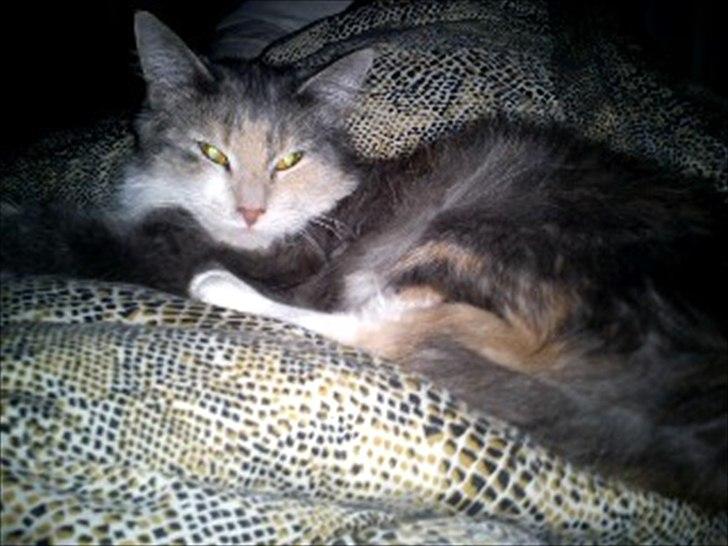 Maine Coon Mille billede 1