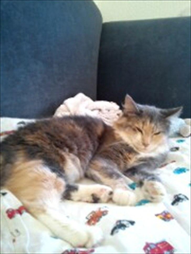 Maine Coon Mille billede 3