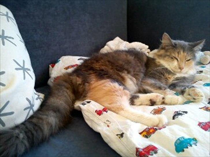 Maine Coon Mille billede 2