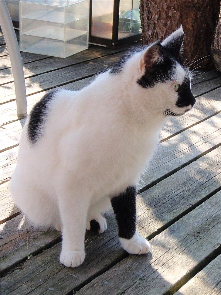 Manx Quintessenza Mira - MIRA(kel) billede 1