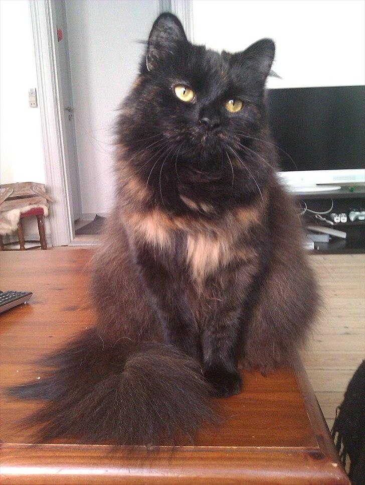 Blanding af racer Trille - Foto Model :D billede 1