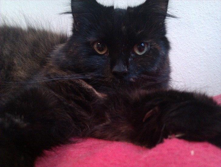 Blanding af racer Trille - Slapper lidt af :) billede 2