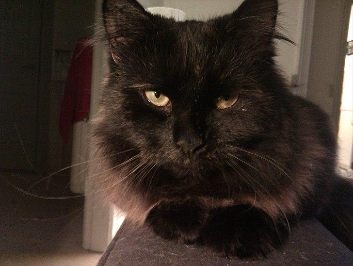 Blanding af racer Trille - Er hun ikke bare smuk ?! billede 3