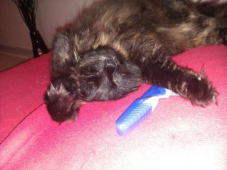 Blanding af racer Trille - Elsker og blive nussert :) ! billede 4