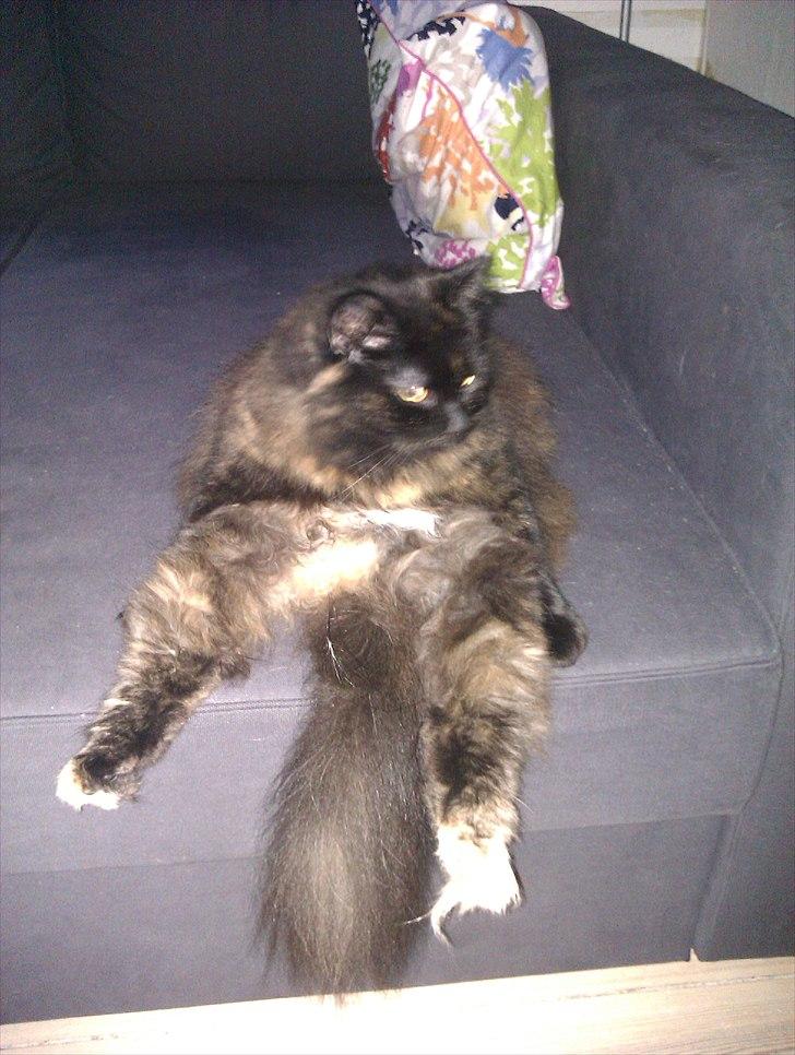 Blanding af racer Trille - Trille elsker og de fjernsyn :) billede 5