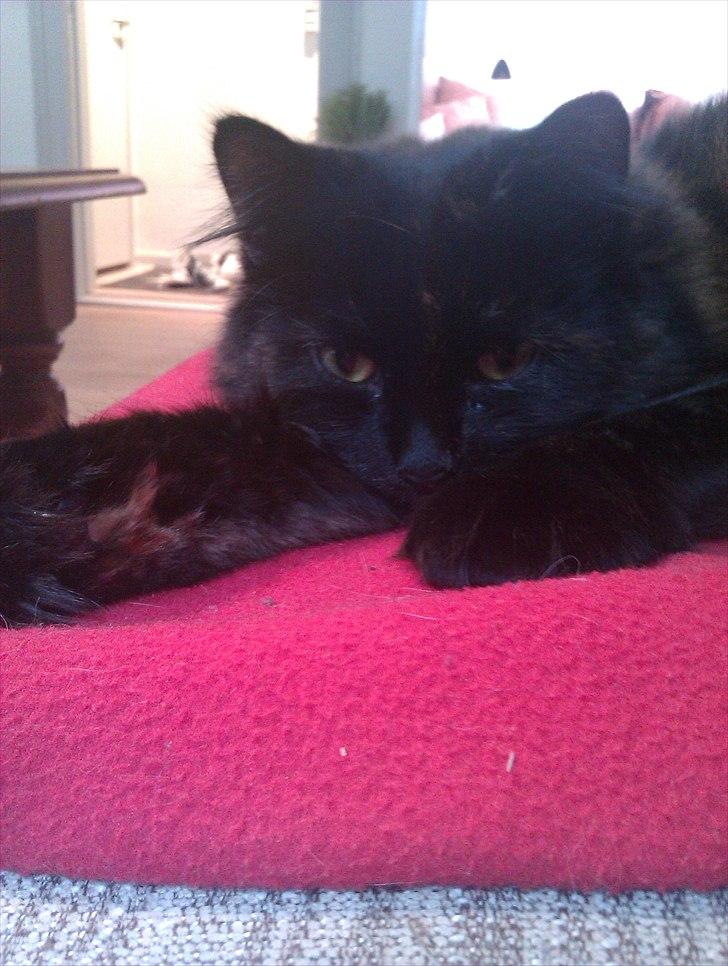 Blanding af racer Trille - Putte fis :D ! billede 6