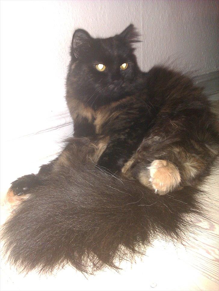 Blanding af racer Trille - Rigtig hygge trold :) ! billede 7