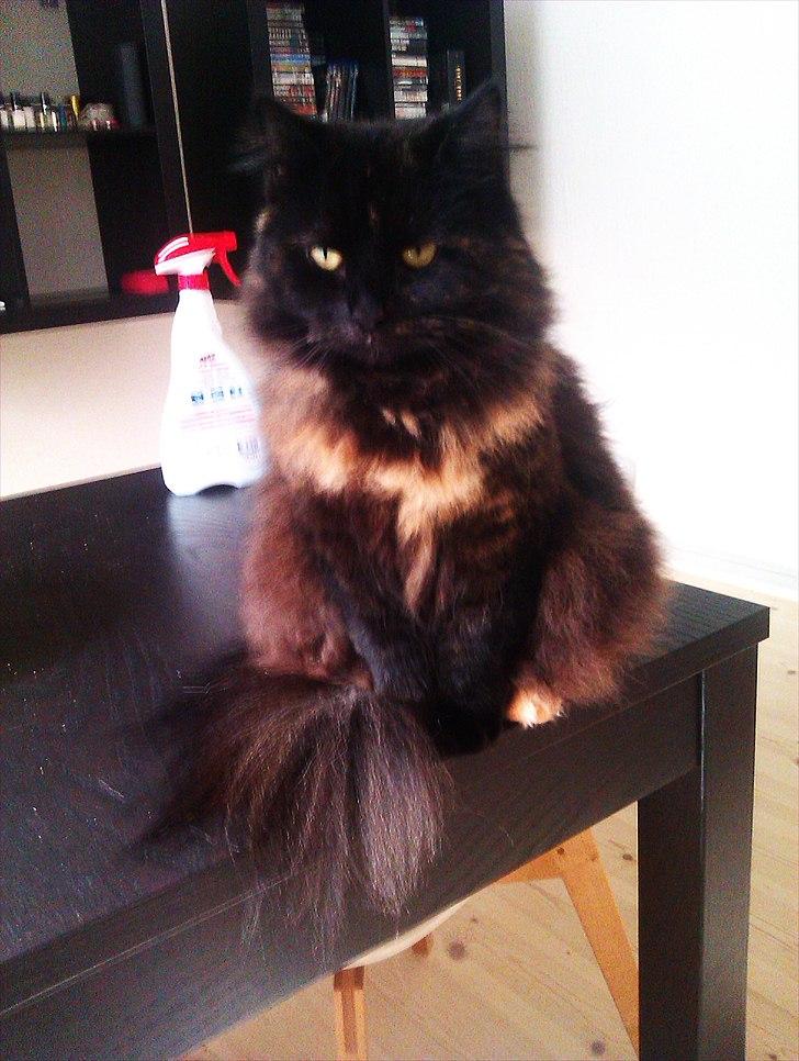 Blanding af racer Trille - Total afslappet kat :D ! billede 8