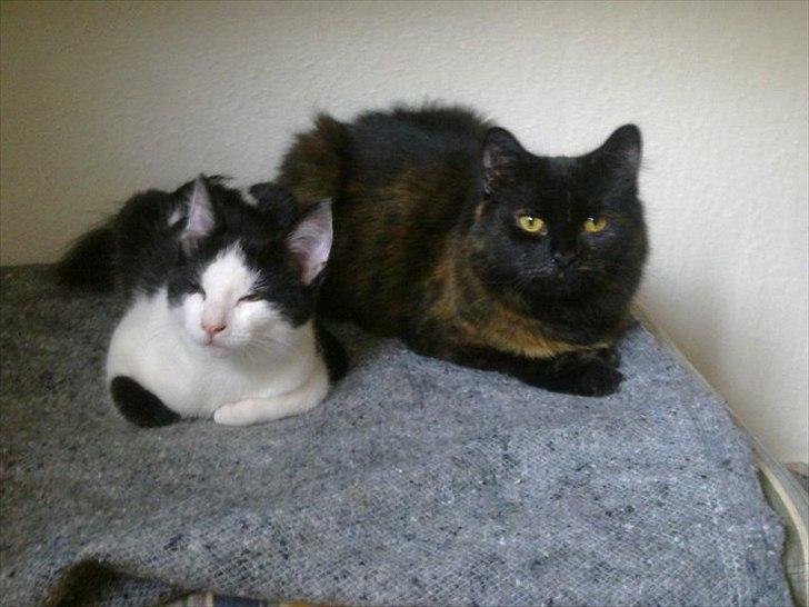 Blanding af racer Trille - Mig og min bedste ven :D ! billede 9