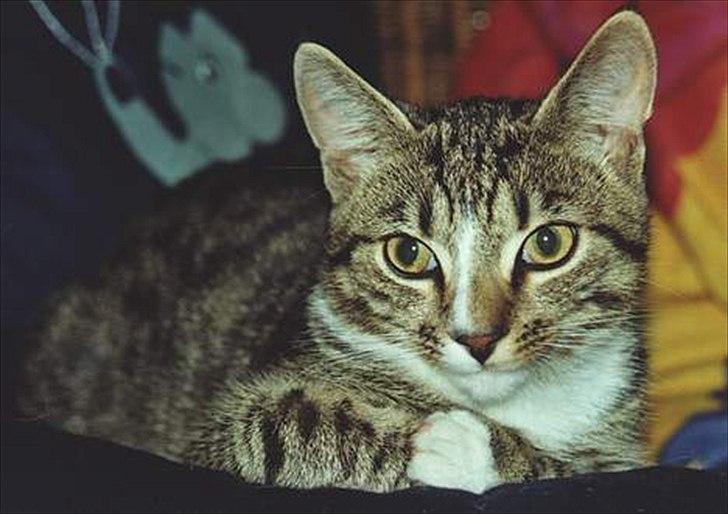 Huskat Tiger billede 1