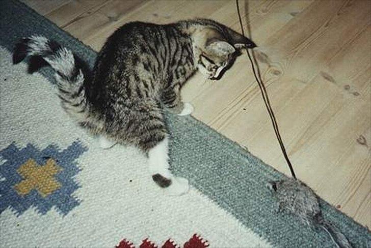 Huskat Tiger billede 2