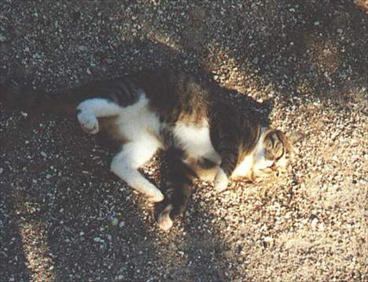 Huskat Tiger billede 3