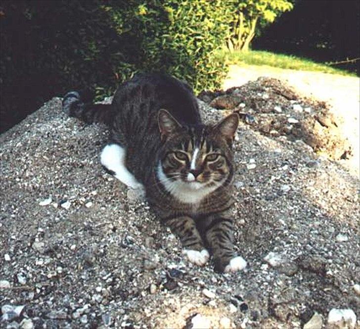 Huskat Tiger billede 4