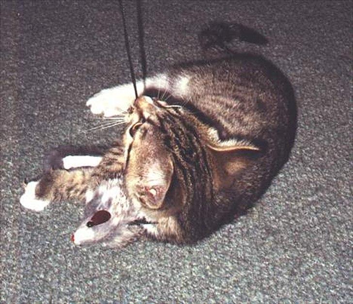 Huskat Tiger billede 5