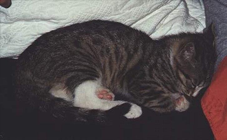 Huskat Tiger billede 6