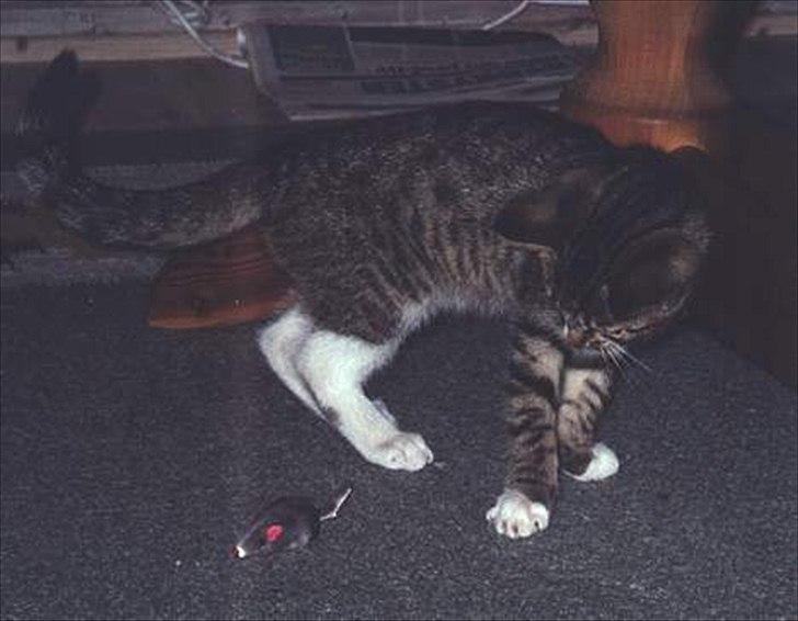 Huskat Tiger billede 7