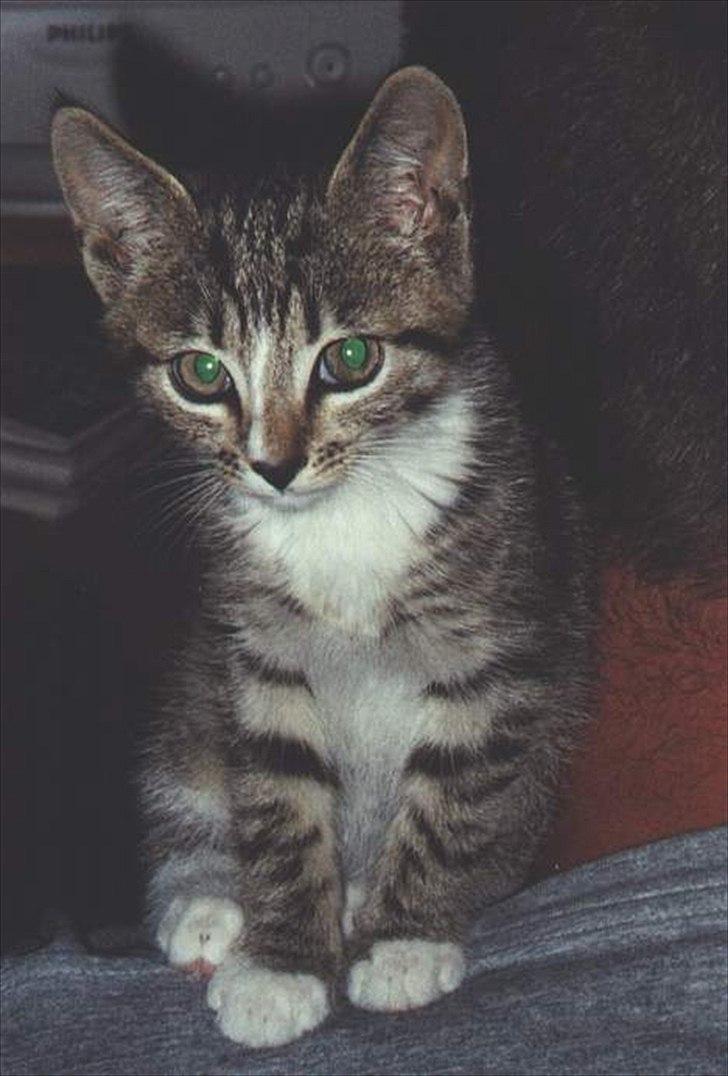 Huskat Tiger billede 8