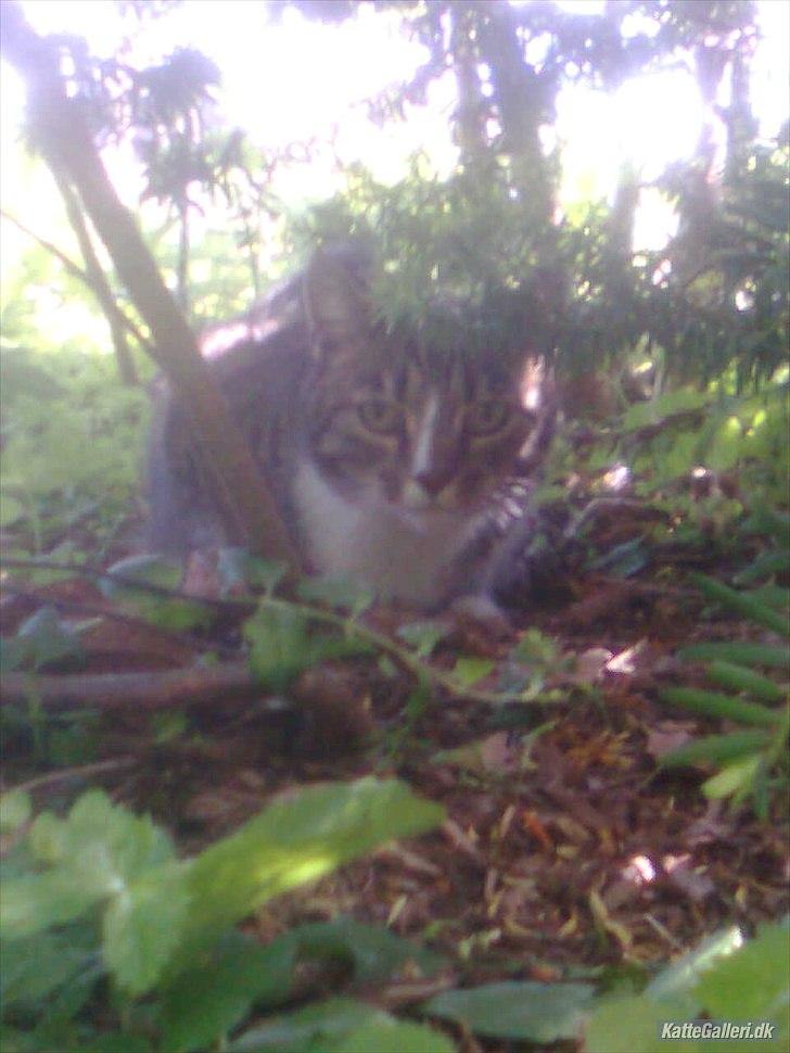 Huskat Tiger billede 9