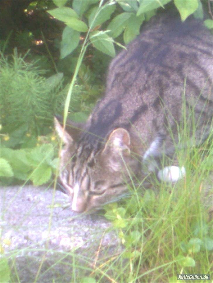 Huskat Tiger billede 10