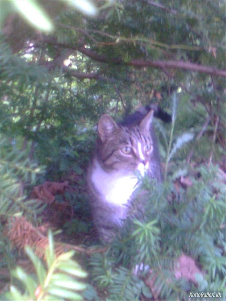 Huskat Tiger billede 11