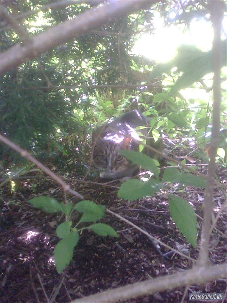 Huskat Tiger billede 12