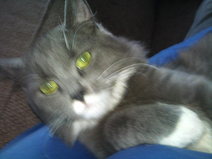 Blanding af racer Luna <3 billede 13