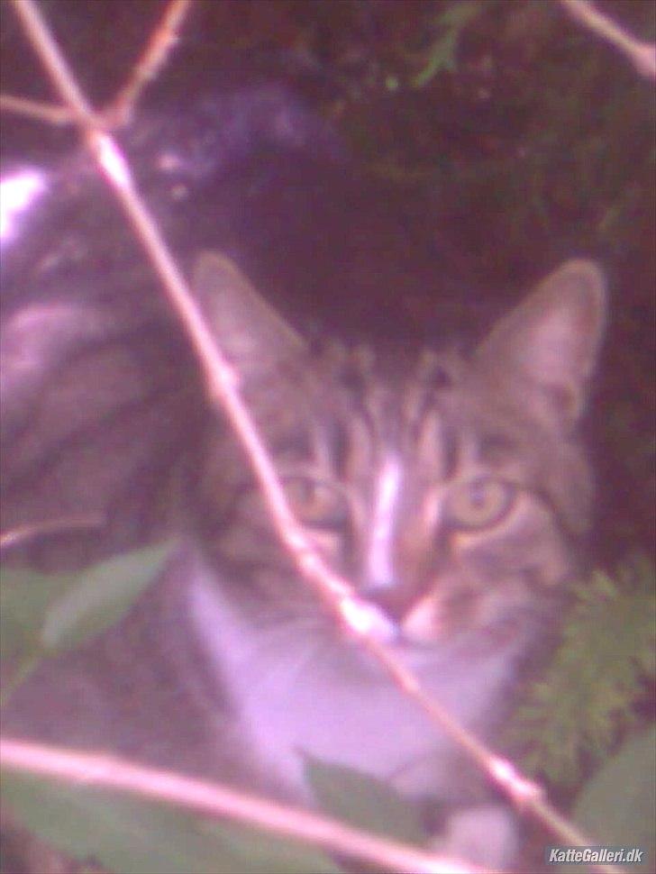 Huskat Tiger billede 13